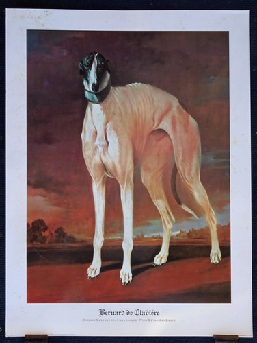 Greyhound huge dog - greyhound,