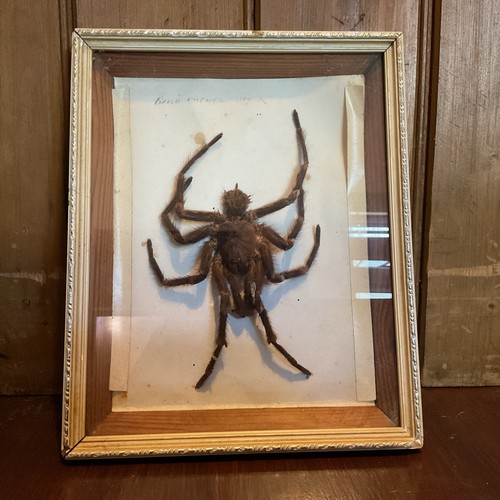 Giant tarantula bird eating - giant,