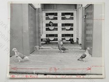 Racing Pigeons In Loft Coop