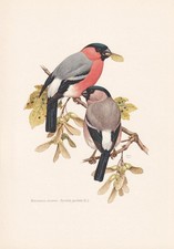 1960  BULLFINCH Bird Print -