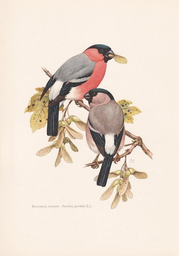 1960 bullfinch bird - bird, print