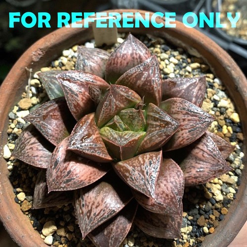 Haworthia splendens hybrid - haworthia,