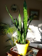 3 x Sansevieria Black Coral -