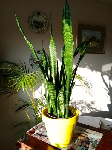 Sansevieria black coral - sansevieria,