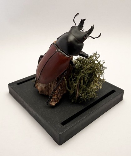 Neolucanus stag beetle mounted - neolucanus,