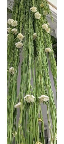 Rare hoya linearis rooted - rare-,