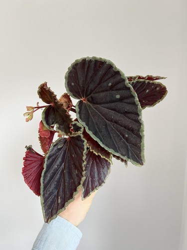 Begonia darth vaderiana green - begonia,