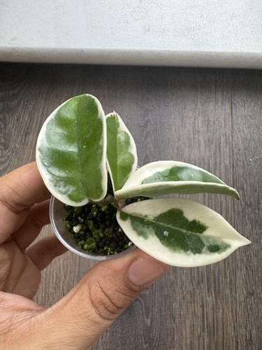 Hoya carnosa krimson - krimson, queen