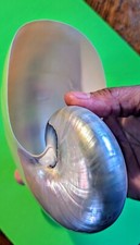 Great Collectible Pearlised  Polished Nautilus Sea Shell - Perfect Condition!!