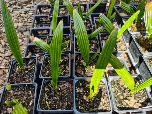 Trachycarpus latisectus - trachycarpus,