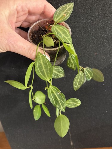 Dischidia ovata watermelon - ovata,