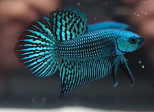 Wild Betta Fish Green Alien Male Quality Grade from TH * Stock Photo * L25J