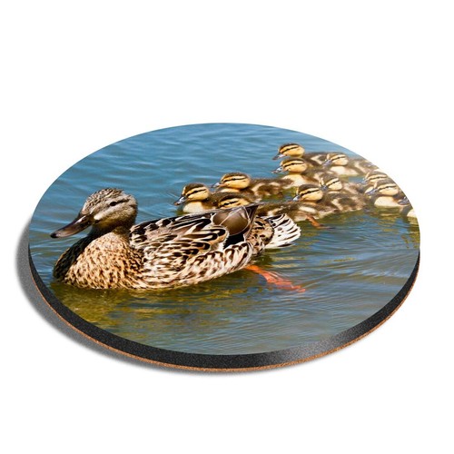 Round mdf coaster mallard duck - mallard,