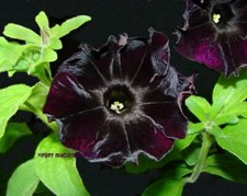 PETUNIA SEEDS MAGIC VELVET BLACK COLOR FLOWERS - BLACK VELVET PETUNIA -