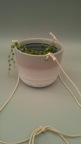 Senecio rowleyanus string of - senecio, |