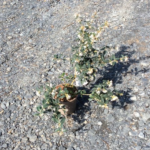 Osmanthus burkwoodii fragrant - burkwoodii,