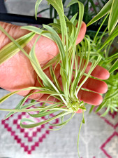 1 Baby Spider Plants Bare Root