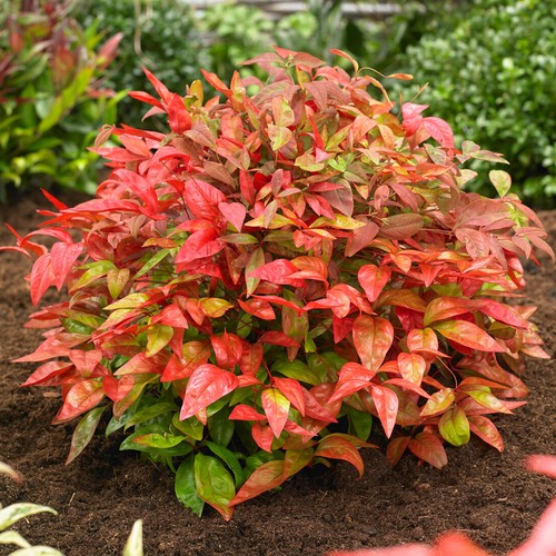 Nandina blush pink hardy - nandina,