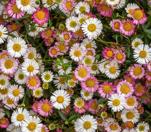 Erigeron karvinskianus - 6,