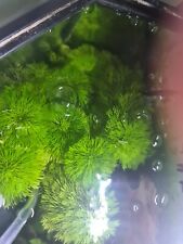  8 Stems of LIMNOPHILA SESSILIFLORA  tropical aquatic fern 