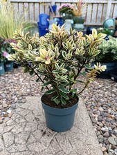 2 L Purple Hebe | Variegated Shrub | pollinator friendly | Pink flowering 