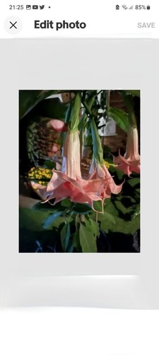 Brugmansia pink smitty - smitty, plant