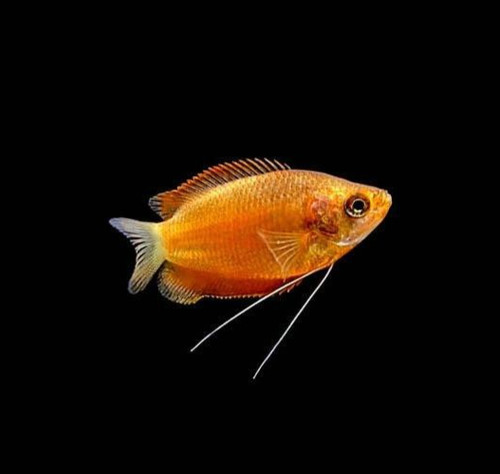 Red honey gourami - honey,