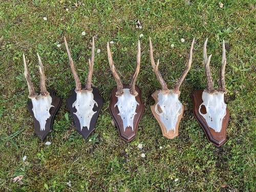 Nice roe deer buck - 5x, deer/buck