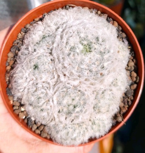 Mammillaria plumosa - mammillaria,