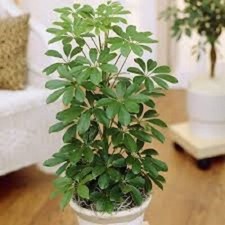 Schefflera arboricola (Dwarf Umbrella Tree) 10 Seeds  House Plant UK.