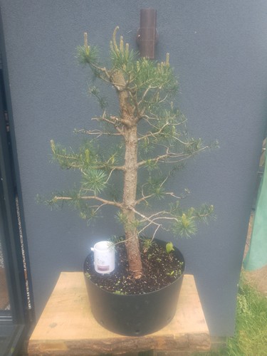 Scots pine bonsai tree - bonsai,