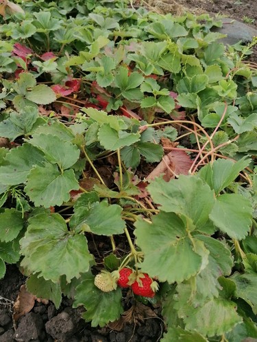 Bare root hardy perennial - 5,