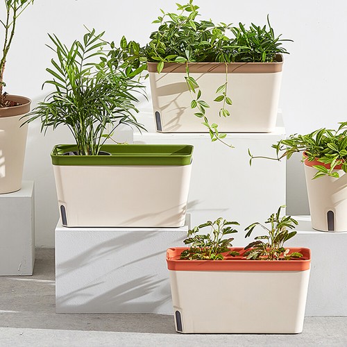 Pack windowsill herb - 3,