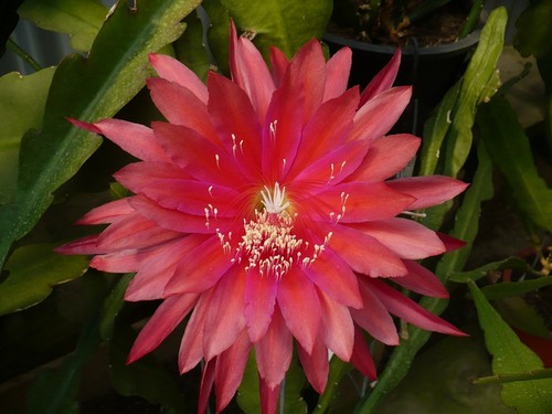 Epiphyllum kiwi twilight - epiphyllum,
