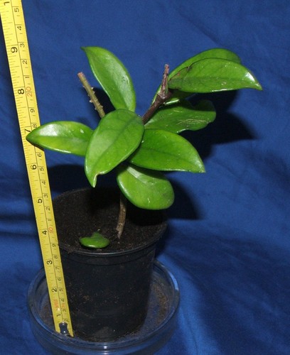 Hoya carnosa house plant - carnosa,