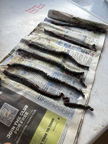 Freshly frozen black lug - freshly,