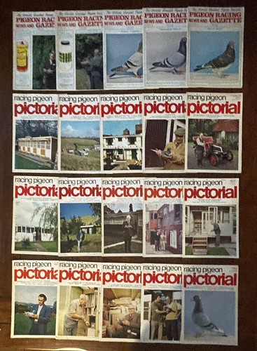 Racing pigeon pictorial news - pigeon, &