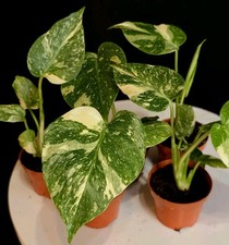 Variegated Monstera Deliciosa