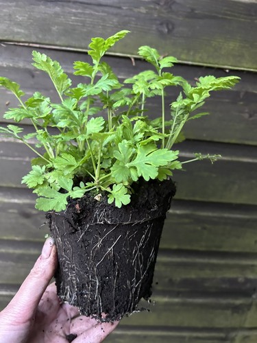 Large 2litre bare root - 2,