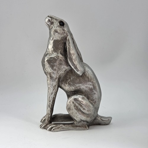 Silver hare looking the - looking,