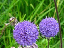 Succisa Pratensis (Devil's-bit