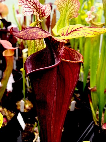 Sarracenia roy cheek - sarracenia,