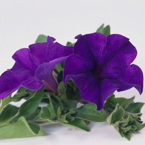 Petunia trailing surfinia - 'trailing,