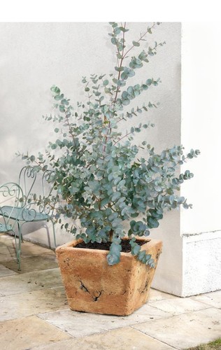 Eucalyptus gunnii plant 12 - gunnii plant,