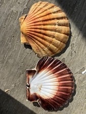 Whole Scallop Shell Top &