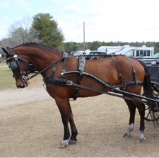 BROWN IDEAL EQUESTRIAN