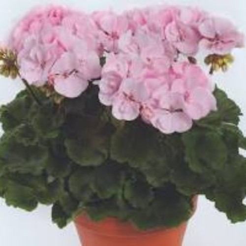 Geranium zonal alma x5 - x5, plug