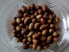 200 ACORNS--FROM OAK TREES IN SCOTLAND-- GOOD FOR SQUIRREL TREATS---PLANTING