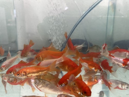 Live fish goldfish size - goldfish-,