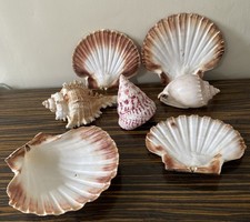 Seashell Lot Mixed Assorted
